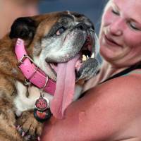 Owner Megan Brainard displays her dog Zsa Zsa, an English bulldog, during the World’s Ugliest Dog competition in Petaluma, California on June 23. The 9-year-old canine died in her sleep Tuesday morning, RIP: World's Ugliest Dog dead at age 9