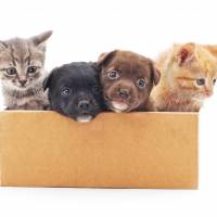 A group of Japanese lawmakers from both ruling and opposition camps have drafted a bill calling for microchipping puppies and kittens to protect them from illicit deals. Japan lawmaker group eyes mandatory microchipping of puppies and kittens
