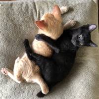 I got your back!: Two kittens named Eiswein and Nebbiolo