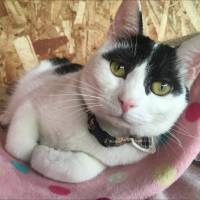 Crazy cat lady: A kitten named Nodame
