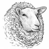 Raising the baa: At the dawn of kanji, it seems “beauty” was in the eye of the beholder of a plump sheep. In Japanese, finding 'beauty' in plump sheep and toadies