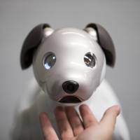 An attendee touches Sony Corp.’s second-generation Aibo robot dog during a sales event in Tokyo in January. The electronics giant will launch the gadget in the United States next month. Sony to launch revamped Aibo robot dog in U.S.