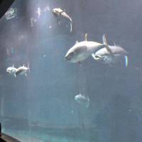 Visitors watch Pacific bluefin tuna in an aquarium at Tokyo Sea Life Park. Japan proposes 15% hike in bluefin catch quotas