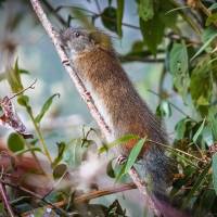 A bamboo rat (Dactylomis peruanus) Rare bamboo rat spotted at Machu Picchu after 10-year gap