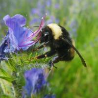 Sulfoximine-based insecticides, like neonicotinoids, appear to affect bees’ immune system or their ability to reproduce. New class of pesticides, based on sulfoximine, may harm bees as much as neonicotinoids to be replaced