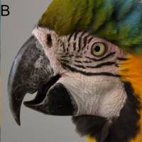 A “blushing” macaw (left) compared to a “nonblushing” macaw Birds that blush: scientists document macaw mystery