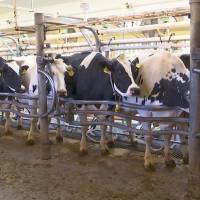 Cows are milked at a dairy farm at the University of California, Davis, on June 8. Researchers feed seaweed to dairy cows to reduce potent bovine methane emissions