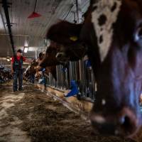 An inmate works with dairy cows on July 4 at an open prison functioning as a farm in Mariestad, Sweden, about 300 kilometers southwest of Stockholm. Sweden prioritizes rehabilitation over punishment Cows help rehabilitate prisoners in Sweden