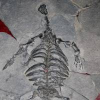 This complete skeleton of an Eorhynchochelys sinensis, from the Upper Triassic about 228 years million years ago, was found in China’s Guizhou province. A 'missing link' sheds light on mystery of turtle evolution