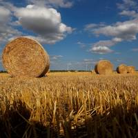 Bales of straw lie in a field in Zeitz, Germany, after the harvest at the beginning of this month. Scientists overcome challenge by detailing full genome of wheat for first time