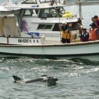 Dolphin lover looks to launch study and develop sustainable marine tours around Tsuji Island in western Japan