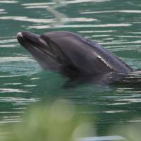 Honey, a bottlenose dolphin, is seen at the abandoned Inubosaki Marine Park Aquarium in Choshi, Chiba Prefecture, on Aug. 15. Activists alarmed over bottlenose dolphin, penguins abandoned at closed Japanese aquarium
