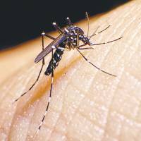 This year’s intense heat wave in Japan may have caused less buzzing and fewer itchy bites from mosquitoes. Bugs struggle amid Japan's record summer heat