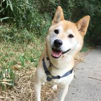 SAKURA NISHITAKI I am a dog: a Shiba mix named Natsume