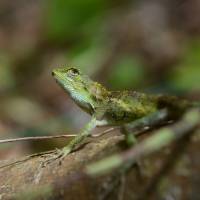 Spotted: The handsome Ryukyu kinobori-tokage (Okinawa tree lizard), a habitue of the Motobu Peninsula. Motobu: History and nature do the talking