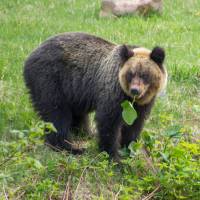 Four brown bears have been successfully transported from a museum in Hokkaido to a wildlife park in England. Japan's bears are widely vilified and little understood