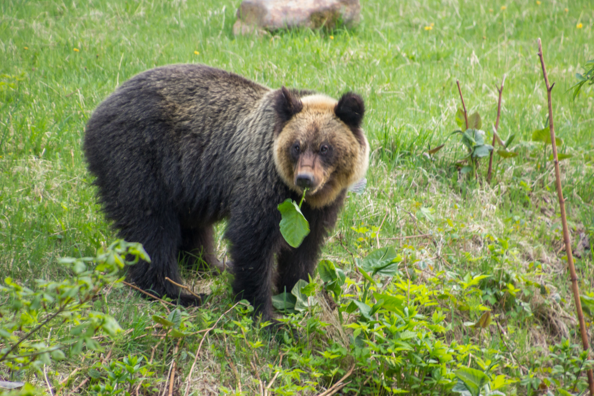 Japan's bears are widely vilified and little understood | The Japan Times