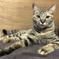 SAKURA NISHITAKI Not shy: A tabby cat named Sue