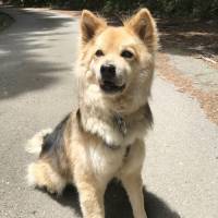 Always overlooked: a 'lovable mutt' named Carol
