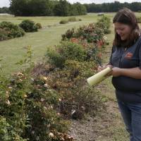 Jen Olson, with the Plant Disease and Insect Diagnostic Laboratory at Oklahoma State University, takes notes at a research plot studying rose rosette virus in Perkins, Oklahoma, Sept. 11. Deadly, incurable plant disease threatens $250 million U.S. rose business