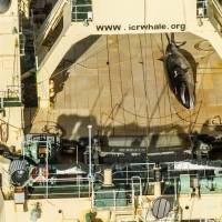 This 2017 photo released by activist group Sea Shepherd Global shows an image taken from a helicopter of a protected minke whale onboard the Nisshin Maru, part of the Japanese whaling fleet, at sea in Antarctic waters. On Monday pro- and anti-whaling nations locked horns as the International Whaling Commission (IWC) began meeting in Brazil amid outrage over Japan’s proposal to end a three-decade moratorium on commercial whale hunting. Nations supportive of commercial whaling block South Atlantic sanctuary bid