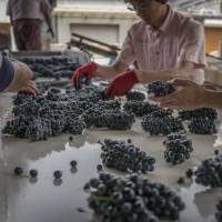 Mercian Corp. workers inspect pinot noir grapes at the Chateau Mercian winery in Katsunuma, Yamanashi Prefecture, on Sept. 7. Japan's oldest winemaker readies for onslaught of European grapes following trade deal