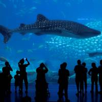 Visitors watch a whale shark at the Whale Shark Aquarium of Chimelong Ocean Kingdom in Zhuhai, China, on Sept. 4. Proliferation of marine parks in China fueling shadowy trade in cetaceans