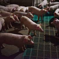 Piglets stand in a pen at a pig farm in Yiyang county, in China’s central Henan province Aug. 10. An outbreak of African swine fever in China may spread to other parts of Asia, the U.N. Food and Agriculture Organization warned on Aug. 28 as the world’s largest pork producer scrambled to contain the disease. China culls 38,000 pigs as swine fever spreads, is found in five provinces