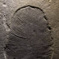 This undated photo provided by Ilya Bobrovskiy in September shows a Dickinsonia fossil from the White Sea area of Russia. The body is about 9 cm (3.5 inches) long. In a report released on Thursday, scientists say they’ve confirmed that these fossils from more than 500 million years ago are traces of an animal, which makes that creature one of the earliest known. Fossils dating back over 500 million years confirmed coming from an animal
