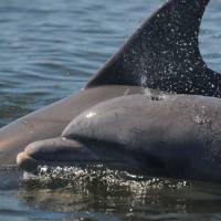 In this image released by the Sarasota Dolphin Research Program, Speck, a bottlenose dolphin, swims in 2015. Speck reportedly became a victim of Florida’s red tide. The body of the 12-year-old dolphin was foung on Sunday. Dead dolphins wash up in Florida, diseased seals die in northeastern U.S.