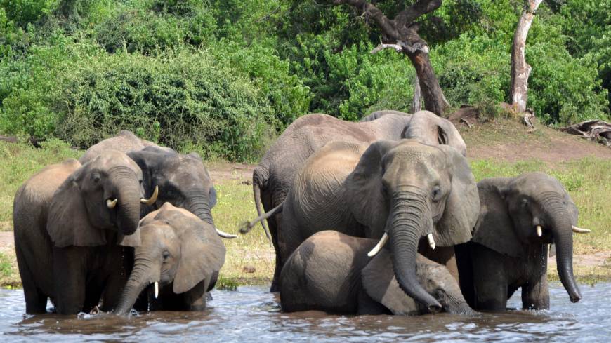 Elephants drink water in Chobe National Park in Botswana on March 3, 2013. A conservation group says elephant poaching has increased in Botswana, which has long been viewed as a rare refuge for elephants in Africa. Nearly 100 elephants killed for ivory in Botswana in what is believed to be one of Africa's worst mass poaching sprees