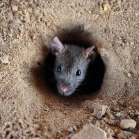 An Indian rat looks out of a hole in the ground in Allahabad in 2015. Indian authorities in the southern state of Kerala said Tuesdaythat “rat fever” and other diseases have killed 14 people in the wake of the worst floods in almost a century. India's flood-hit Kerala state faces shortages of 'rat fever' drug