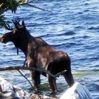 In this Saturday photo provided by Bernadette Toth a moose stands in Lake Champlain in South Hero, Vermont. Wildlife officials say the animal had crossed the lake and made it to shore, but went back in the water, after likely feeling threatened by onlookers, and drowned. Moose crowded by onlookers on shore drowns in Vermont after crossing Lake Champlain