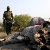 Col. George Bogatsu of the Botswana Defense Force (BDF) reacts as he inspects the carcass of an elephant, after reports that conservationists have discovered 87 of them slaughtered just in the last few months, in the Linyanti area of Botswana Wednesday. Botswana fights claims of rampant elephant poaching