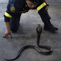Firefighter and snake expert Sutaphong Suepchai faces a cobra during a snake-catching training session for firefighters at a fire station in Bangkok on June 15. With few blazes to fight, firefighter at north Bangkok station spends time catching snakes in people's homes