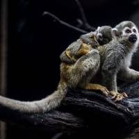 A squirrel monkey cub (Saimiri sciurus), born three weeks ago, and its mother are pictured at Santa Fe zoo, in Medellin, Antioquia department, Colombia on Thursday. Colombian zoo celebrates birth of endangered spider monkey
