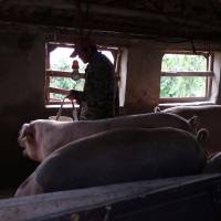 A farmer feeds pigs at a backyard farm on the outskirts of Harbin, Heilongjiang province, on Sept. 5. China's small farmers pose huge challenge in swine fever battle