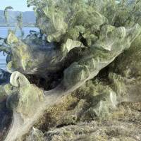 A bush on a beach at Aitoliko, in western Greece, is covered in thick spiders’ webs on Wednesday. Greek spiders spinning giant webs, enjoying smorgasbord of insects brought on by summer heat