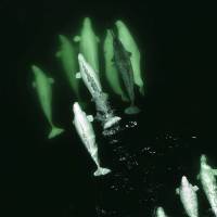 This video screen grab obtained Thursday courtesy of the Group for Research and Education on Marine Mammals (GREMM) shows a juvenile narwhal swimming with a family pod of beluga whales in Canada’s Saint Lawrence River. The lonely narwhal that strayed far from its Arctic habitat and has apparently found a new family in the pod of belugas, a marine conservation group said Thursday. Belugas adopt toothy narwhal lost in Canadian waters