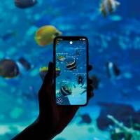 Detailed information about fish is displayed on a smartphone screen during a demonstration of the Linne Lens app at Osaka Aquarium Kaiyukan in the city’s Minato Ward. New app identifies underwater creatures at Japan aquariums with the tap of a finger