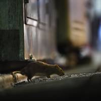 A rat forages in Tokyo’s Shinbashi district near the Tsukiji market on Aug. 30. Neighbors of the market fear tens of thousands of the rodents might scurry loose when the market closes next month. Operation Tsukiji: Tokyo battles rats as iconic market shuts
