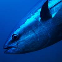 Japan failed to win approval at an international fisheries meeting in Fukuoka for its proposals to increase catch quotas for Pacific bluefin tuna. Japan fails to win approval to increase tuna catch quotas