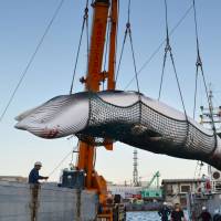 A minke whale is processed at a port in Kushiro on the island of Hokkaido on Sept. 4, 2017. Japan on brink of IWC pullout after losing vote on commercial whaling plan