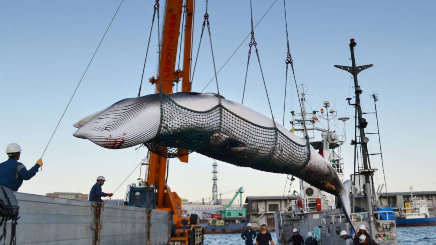 A minke whale is processed at a port in Kushiro on the island of Hokkaido on Sept. 4, 2017. Japan on brink of IWC pullout after losing vote on commercial whaling plan