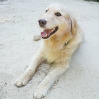Forever sunshine: A golden retriever named Summer