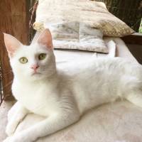 Glam girl: a white cat named Sarah