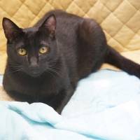 It's my time: a black cat named Morty