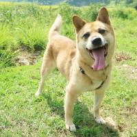 Where the heart is: a dog named Skyros