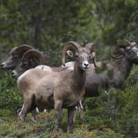Both good leaders and followers are necessary for wild bighorn sheep to migrate. What wild sheep can teach humans about leadership