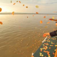 Members of the Agon Shu delegation scatter offerings on the Irrawaddy River on Nov. 11. | AGON SHU